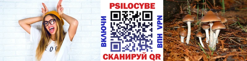 блэк спрут ссылка  Володарск  Псилоцибиновые грибы Psilocybine cubensis 